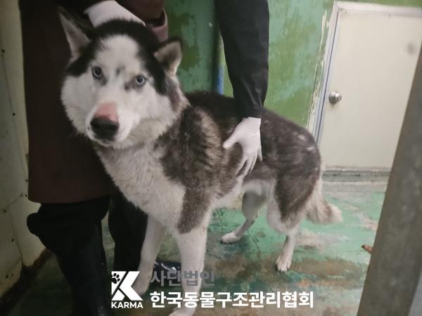 한국동물구조관리협회_441409202501608